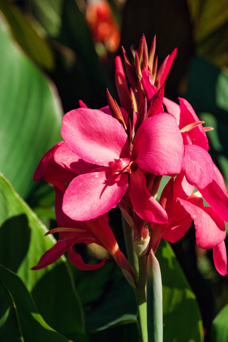 Close Up Of A Flower