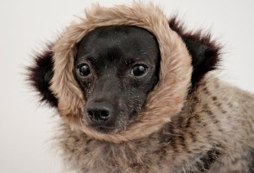 Free Δωρεάν στοκ φωτογραφιών με dachshund, αξιολάτρευτος, αστείος Stock Photo