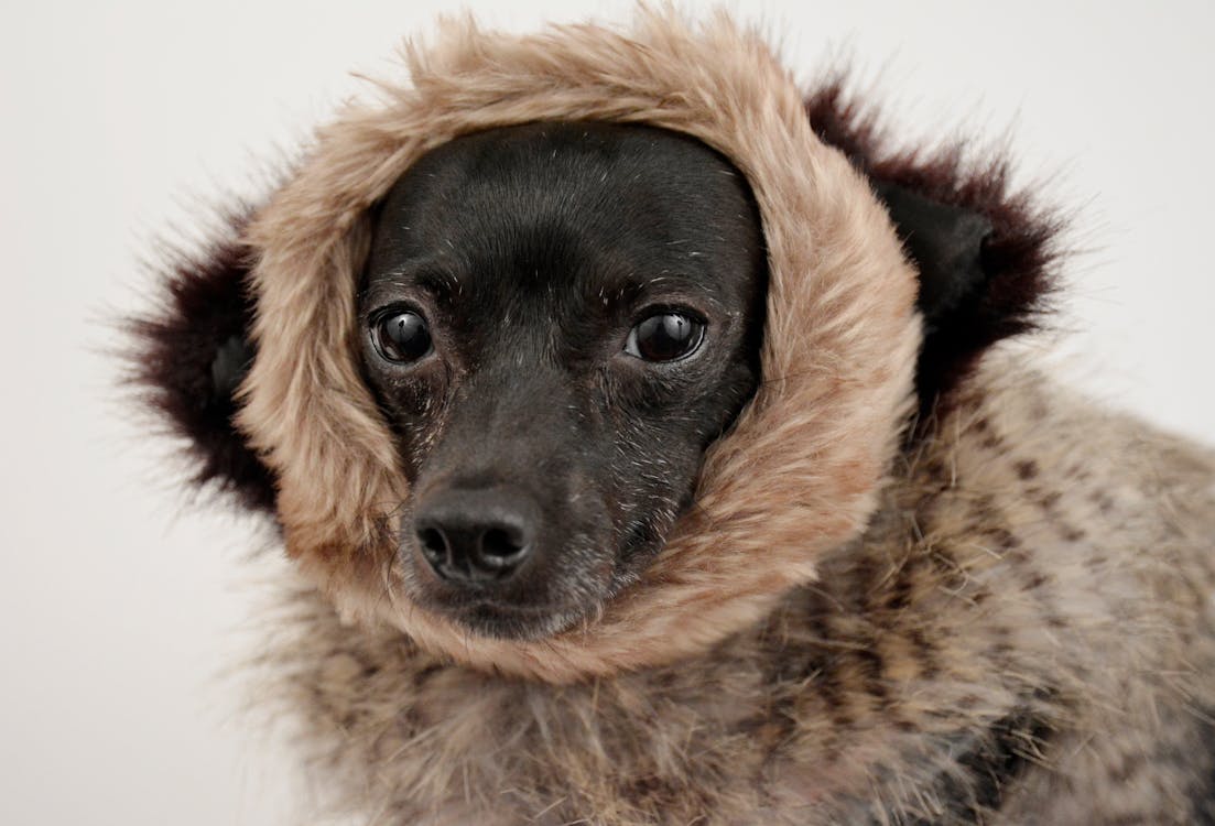 Perro Negro De Pelo Medio