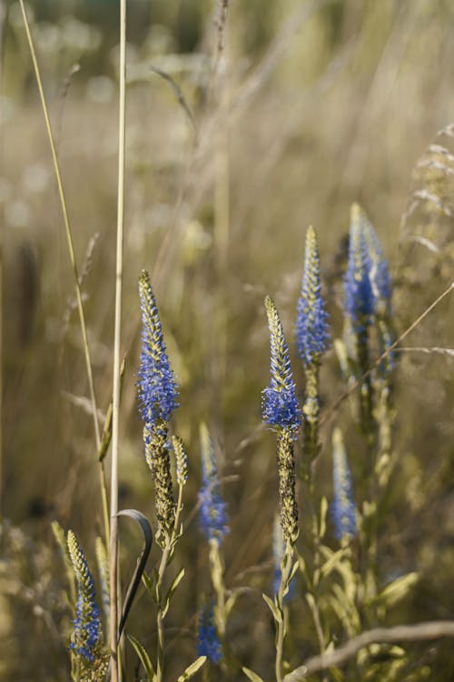 Close-up Photo of Veronica Spicata Plant 