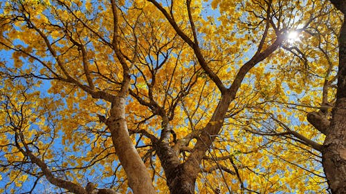 Foto profissional grátis de 2022, árvore, blue sky