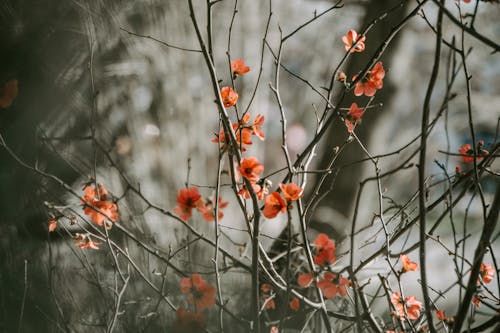 Kostnadsfri bild av blomfotografi, blomma, blomning