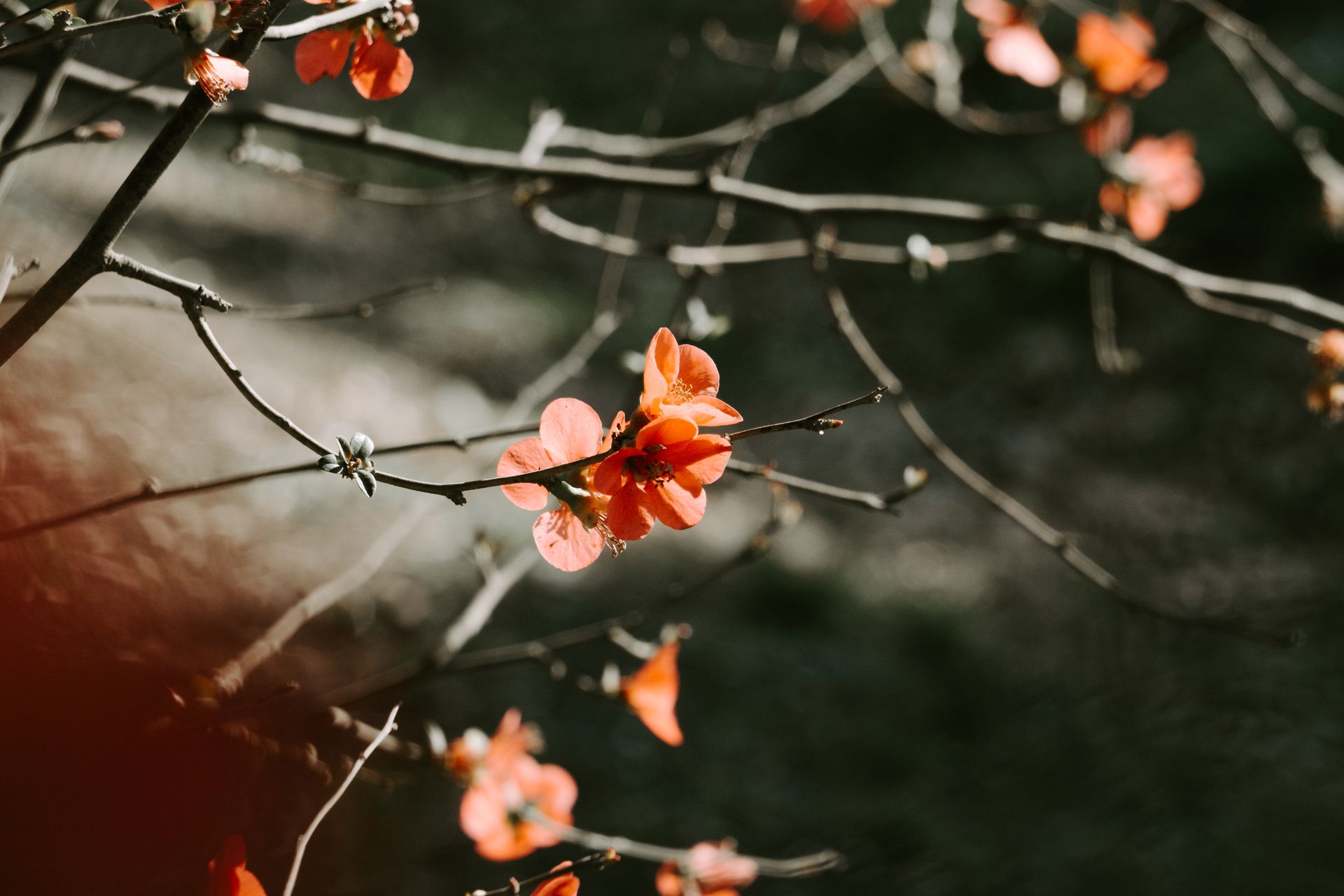 Close-up of vibrant red blossoms on bare branches against a blurred background.