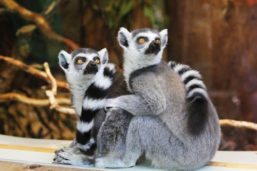 Two Gray Lemurs Sitting on Wooden Surface