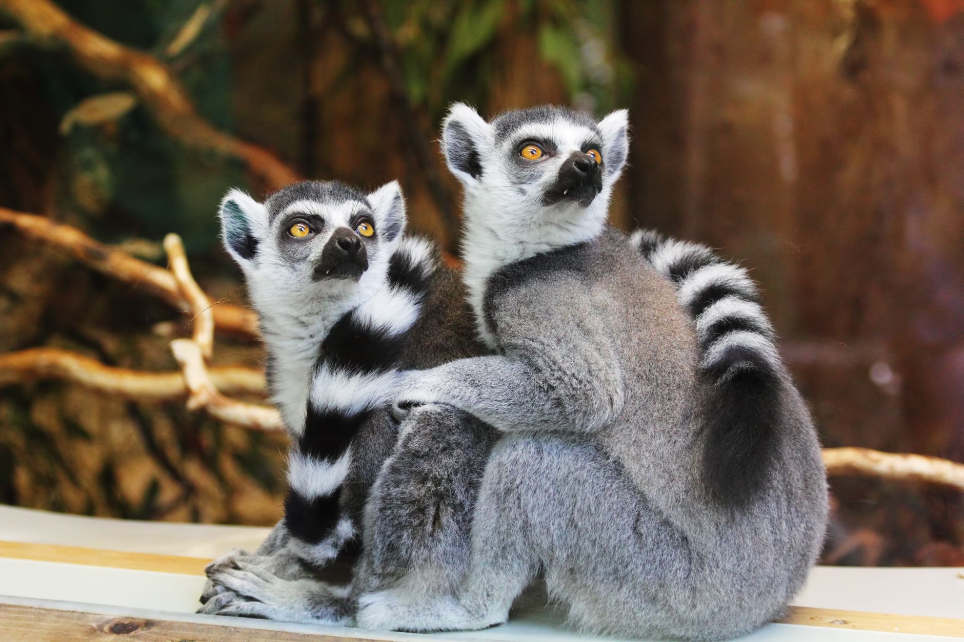 Two cute ring-tailed lemurs sitting together in an outdoor natural setting.