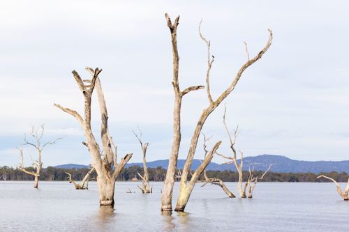 Free stock photo of black range, dead tree, gariwerd Stock Photo