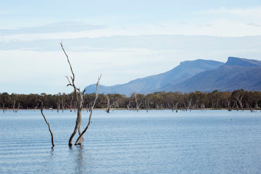 Serene scene of Lake Fyans with dead trees and mountain view in Victoria, Australia.