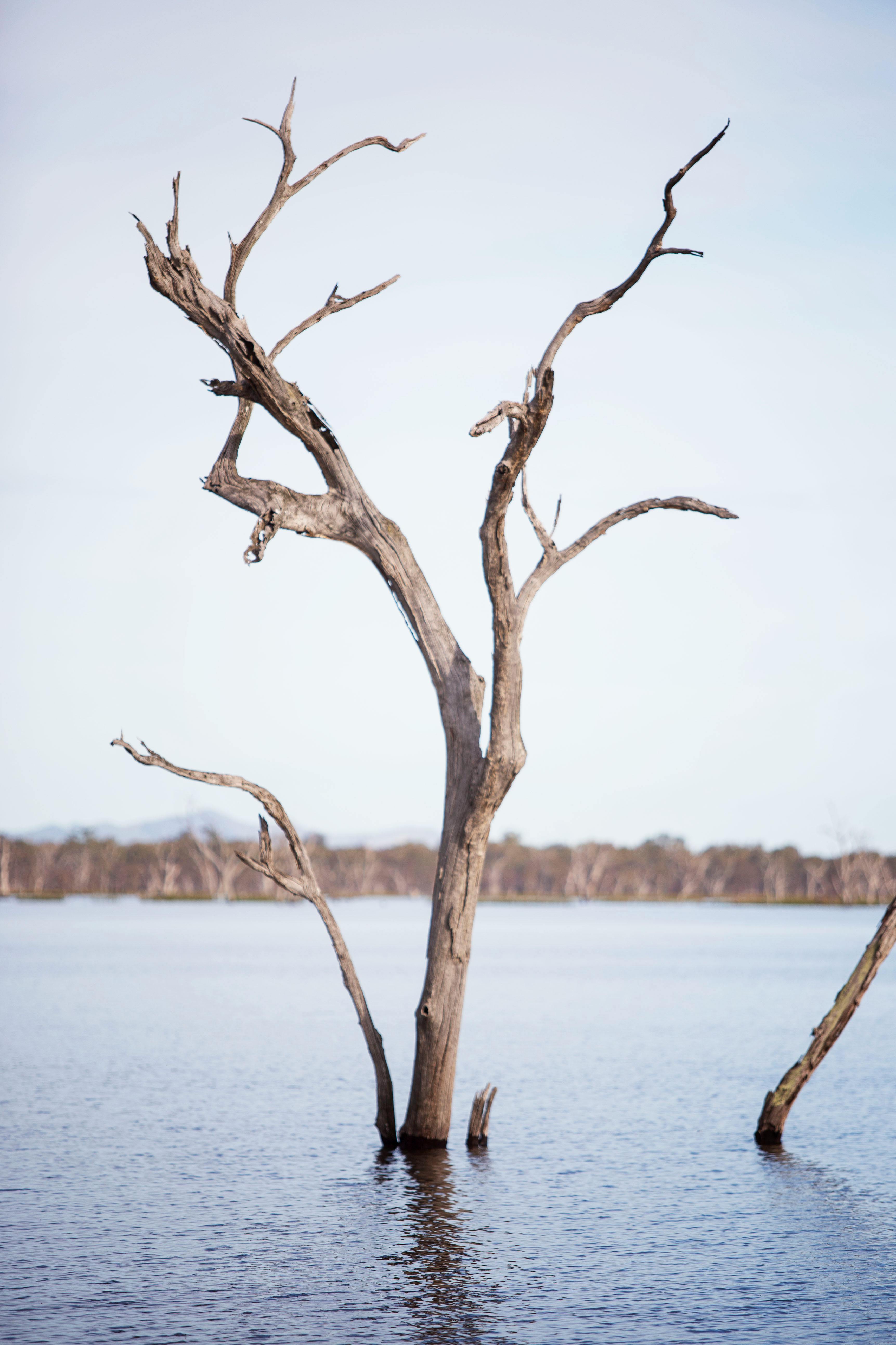Minimalist landscape of a bare tree standing in Lake Fyans, creating a tranquil scene.