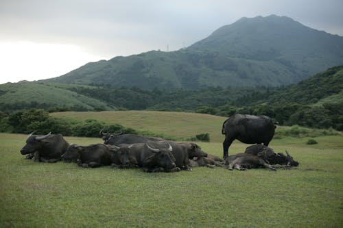 Free Black Water Buffalo on Green Grass Field Stock Photo