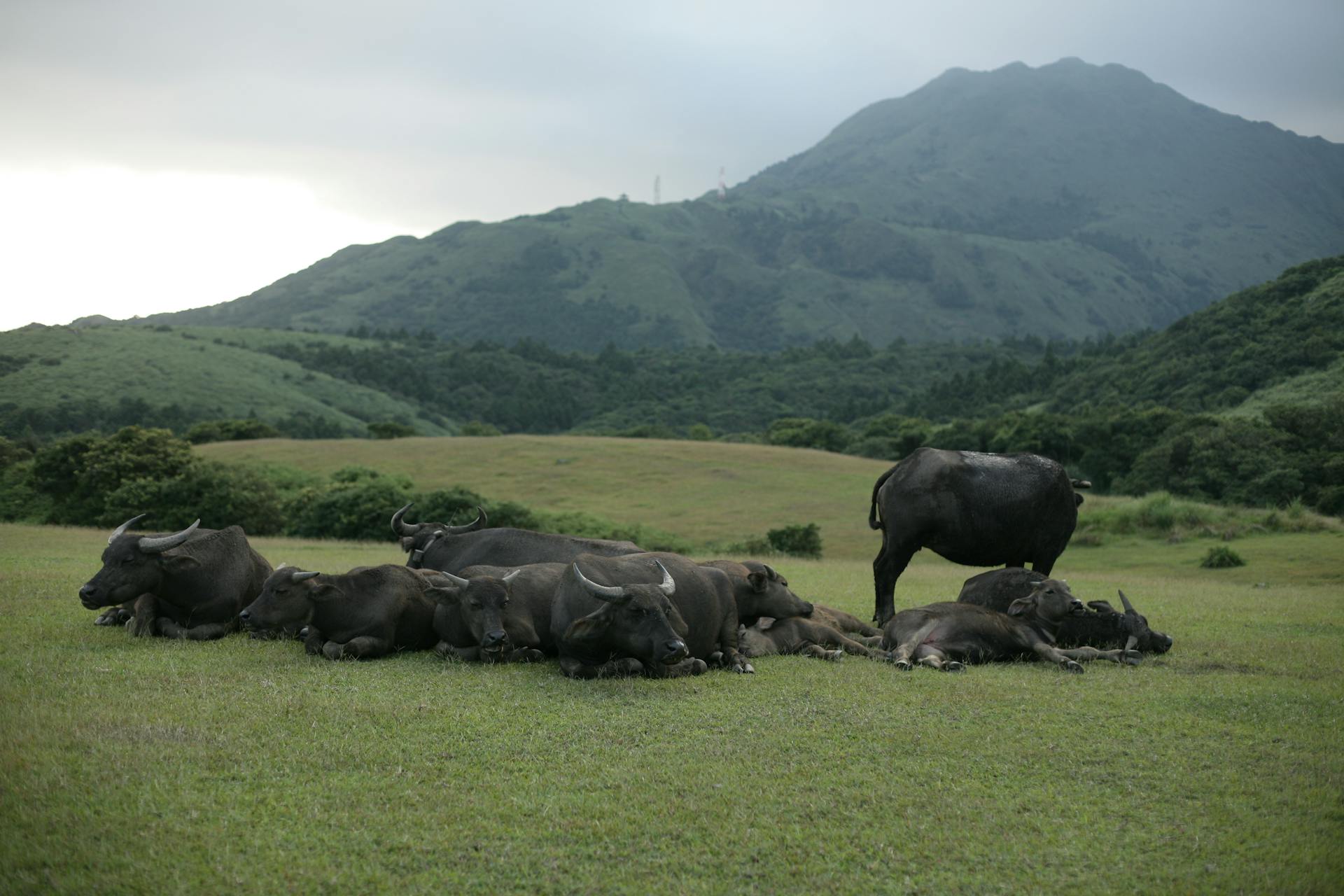 Black Water Buffalos on Green Grass Field