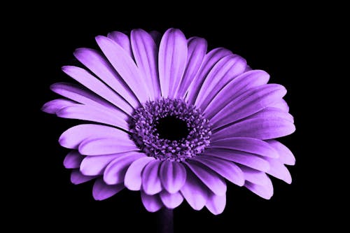 Close Up Photography of Purple Petaled Flower