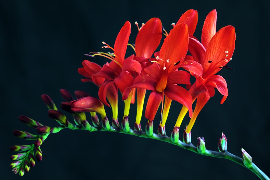 Základová fotografie zdarma na téma barvy, botanický, červená