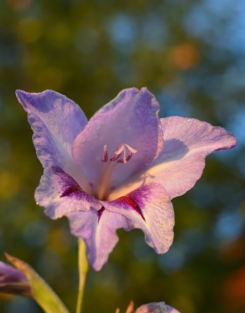 글라디올러스, 꽃 사진, 꽃가루의 무료 스톡 사진
