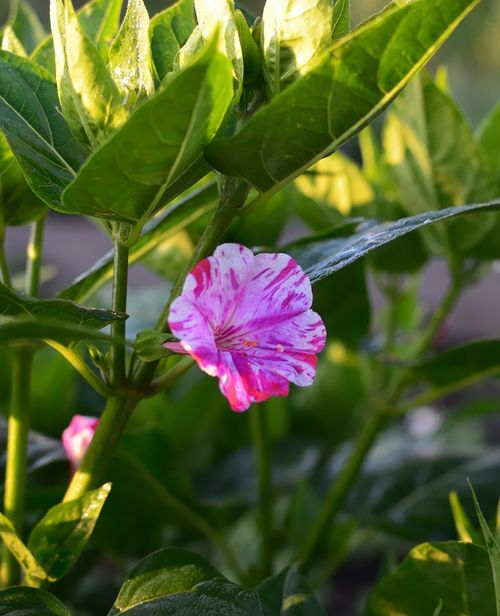 Free A vibrant pink Mirabilis jalapa flower blooming in sunlight surrounded by green leaves. Stock Photo