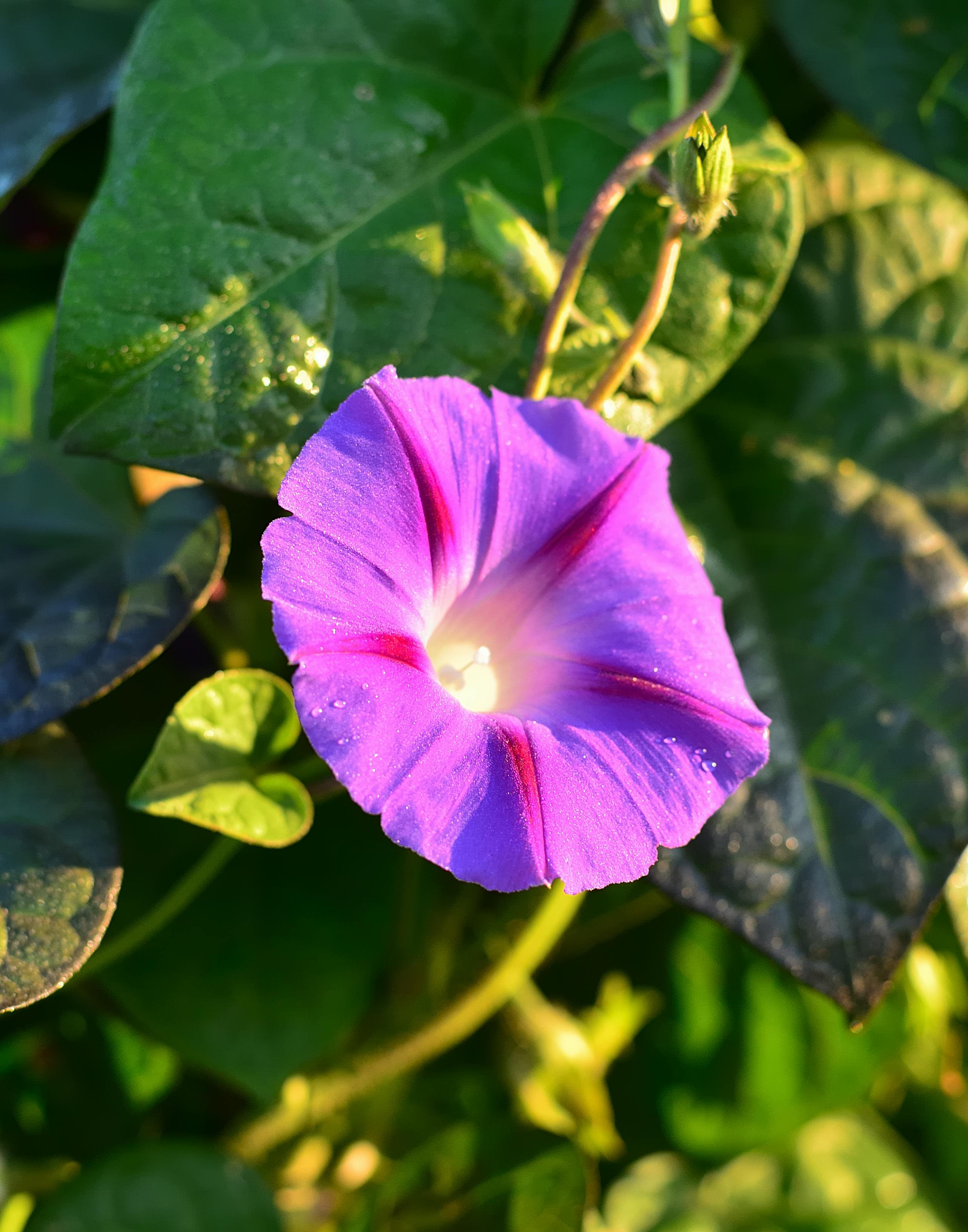 Morning Glory Photos, Download The BEST Free Morning Glory Stock Photos ...