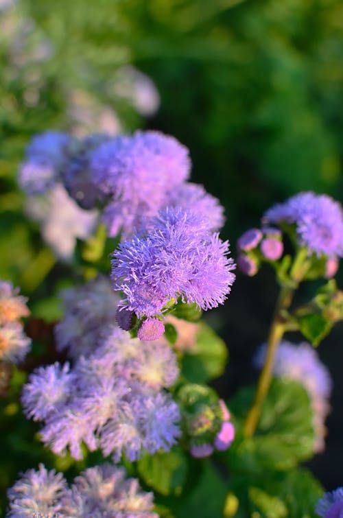 Бесплатное стоковое фото с крупный план, нежный, пурпурные цветы