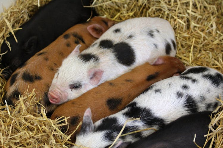 Group Of Piglets