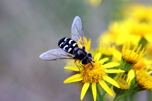 Free Macro shot of a hoverfly pollinating a bright yellow flower. Nature at its finest. Stock Photo
