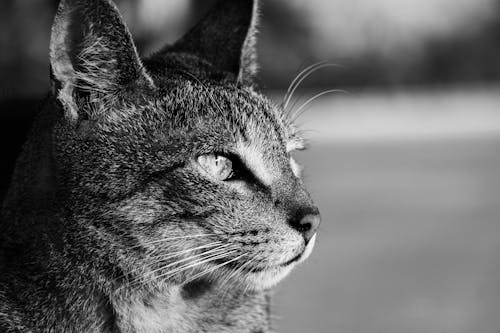 Grayscale Photo of a Tabby Cat
