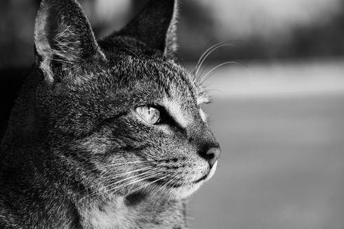 Free Close-up black and white photo of a tabby cat looking focused and serene. Stock Photo