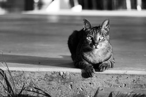 A Tabby Cat on a Concrete Surface 