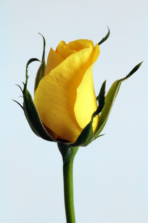 Yellow rosebud against a pale sky