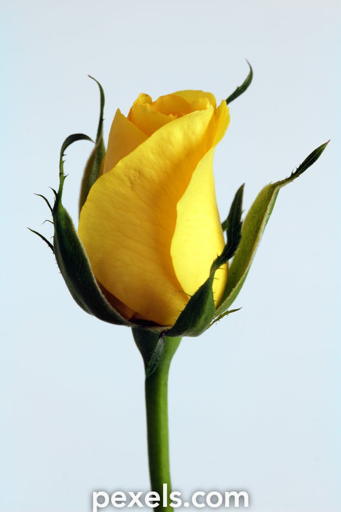 Chụp ảnh hoa hồng đẹp tải hình ảnh hoa hồng đẹp Miễn phí và dễ dàng sử dụng