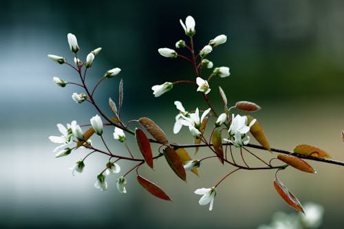 Gratis lagerfoto af blade, blomster, blomstrende Lagerfoto