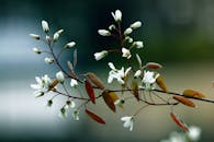 春天的花朵在树枝上绽放，背景模糊，捕捉到大自然的美丽