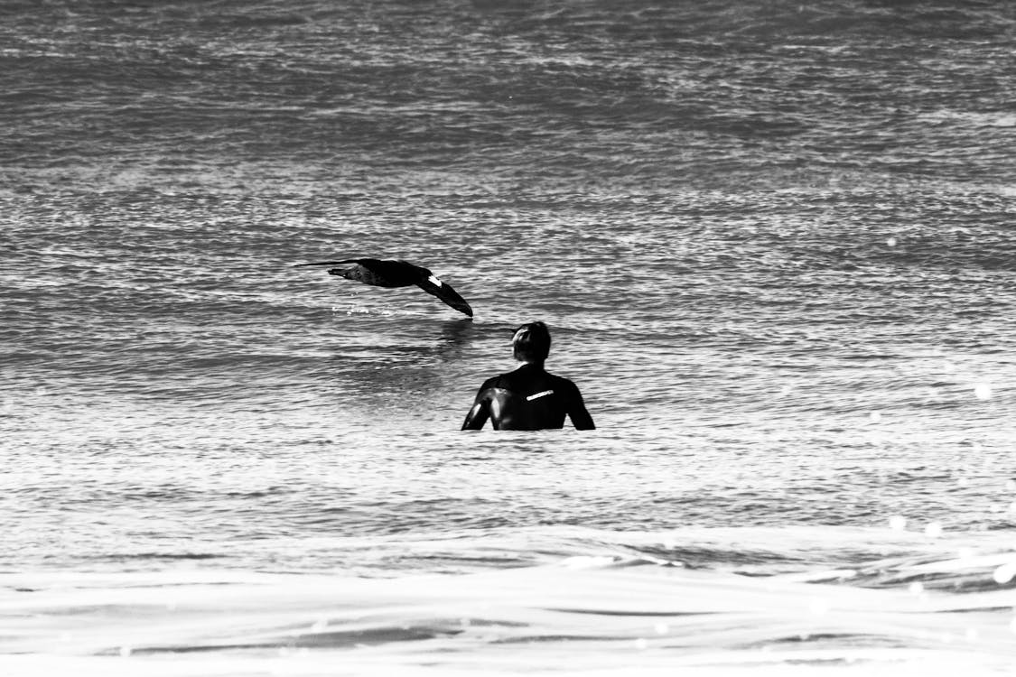 Fotos de stock gratuitas de agua poco profunda, blanco y negro, cuerpo de agua