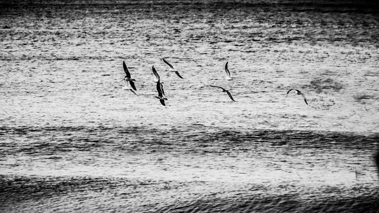 Birds Flying Over The Sea