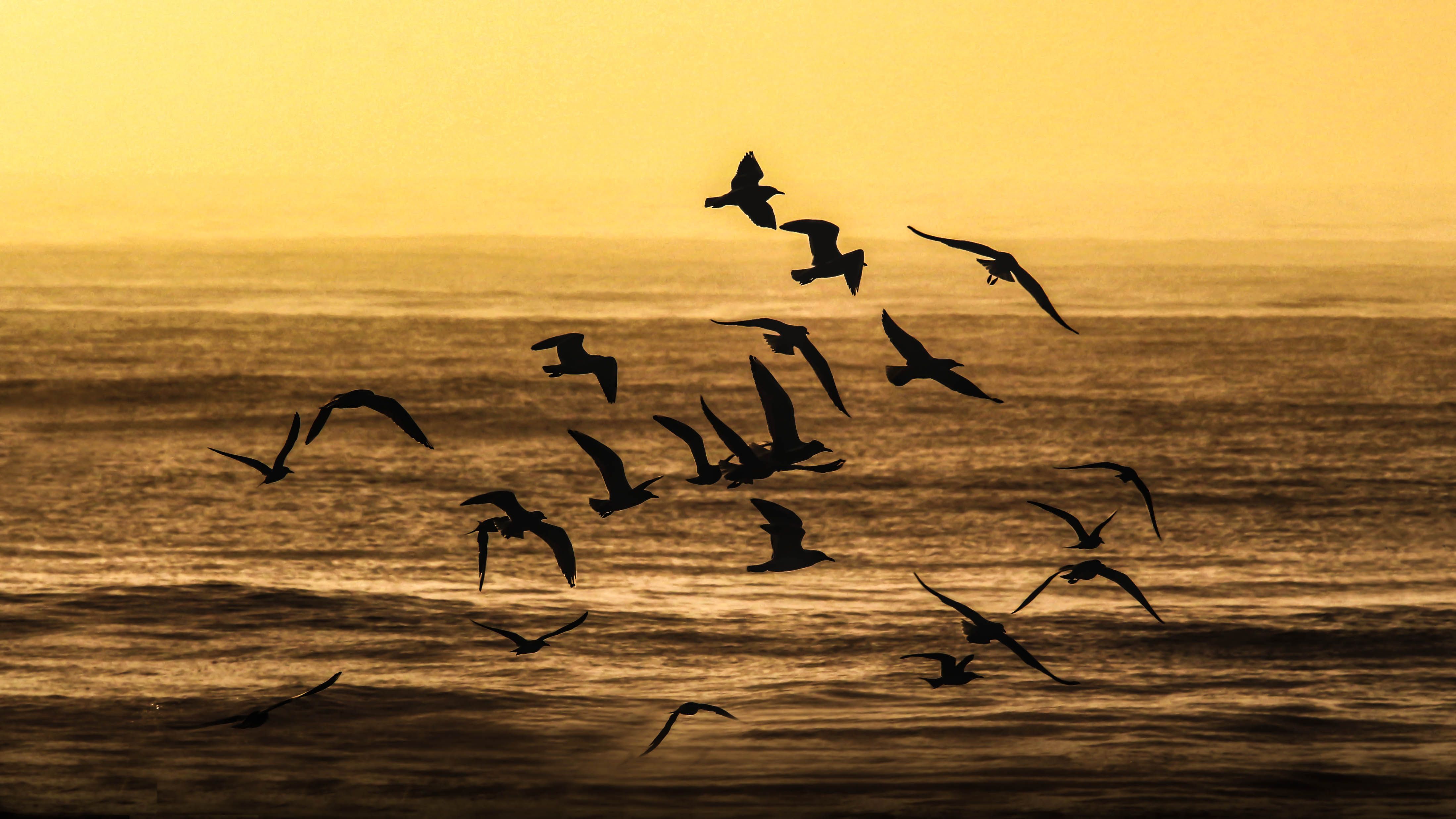 Silhouette of Birds Flying over the Sea during Sunset · Free Stock Photo