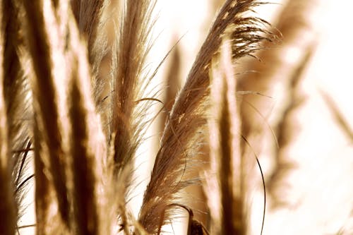 Close-up Photo of Pampas Grass