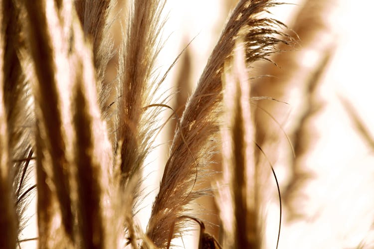 Close-up Photo Of Pampas Grass