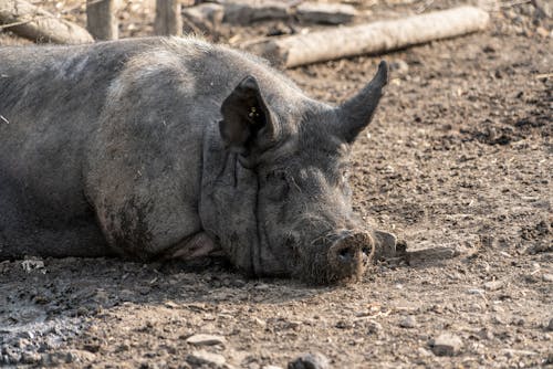 A Pig Lying on the Ground