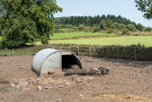 Hogs in the Farm