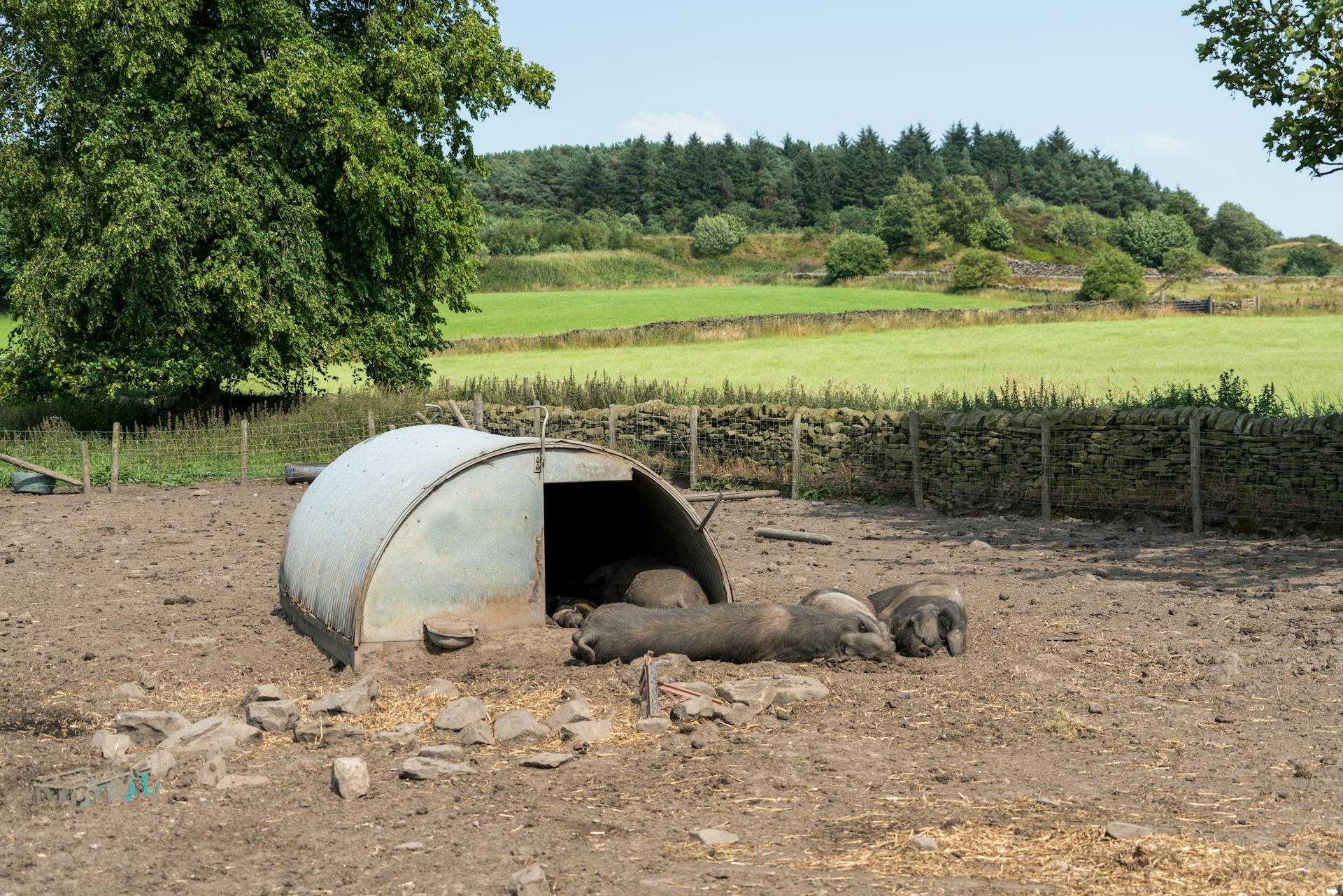 Hogs in the Farm