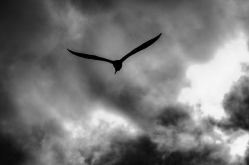 Grayscale Photo of Bird Flying