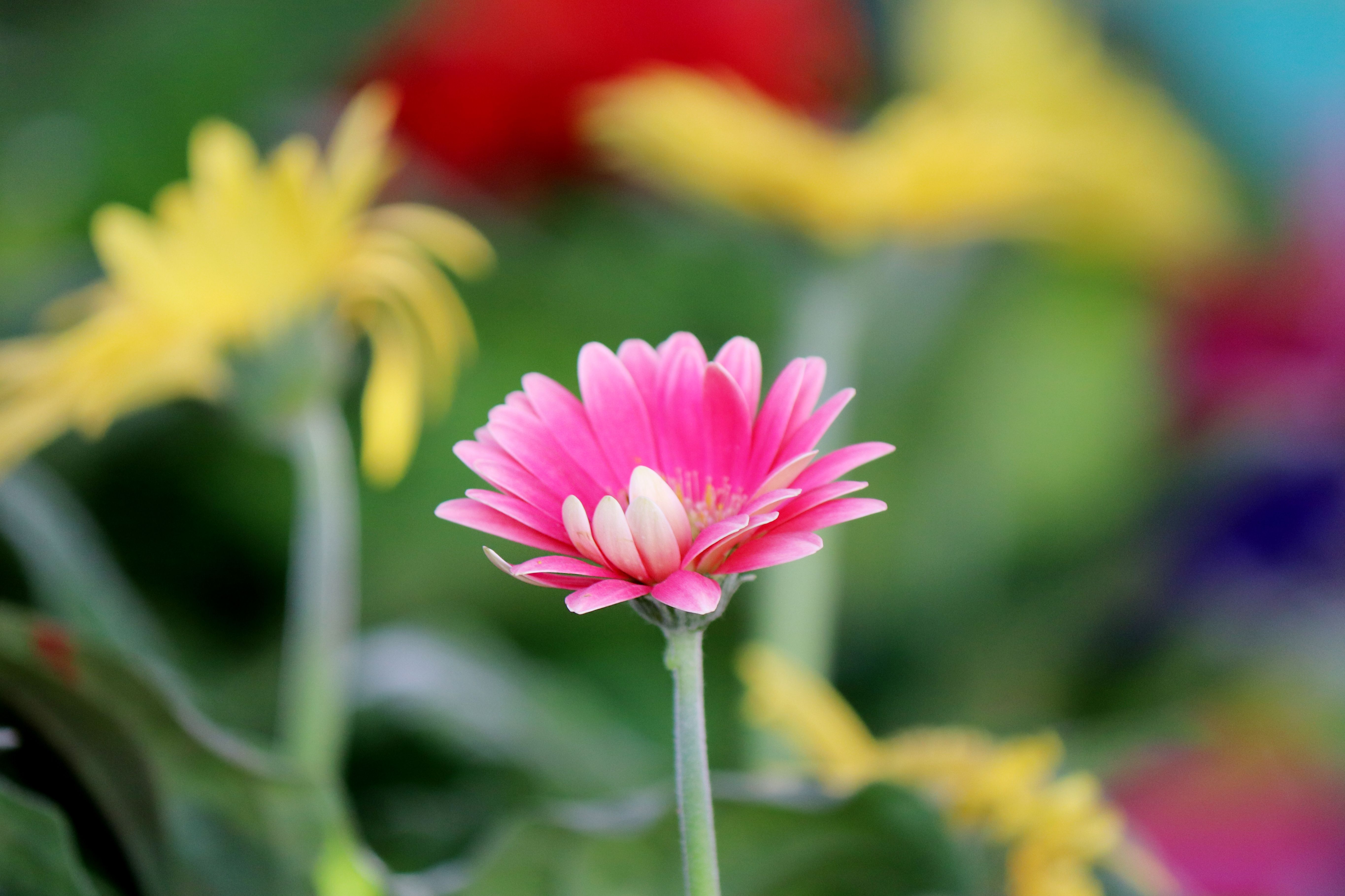 A close-up of a pink Barberton daisy in full bloom, surrounded by colorful flowers, capturing the essence of spring.