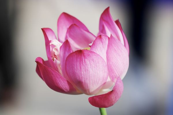 Lotus blomst med ekspansive kronblade