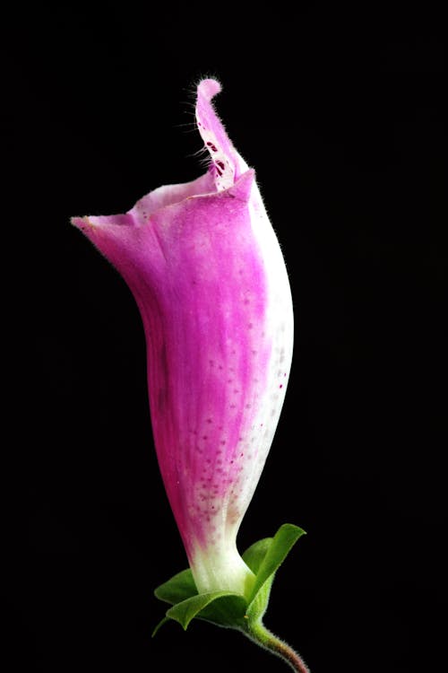 Fotografia Di Messa A Fuoco Selettiva Di Fiore Foxglove Rosa E Bianco