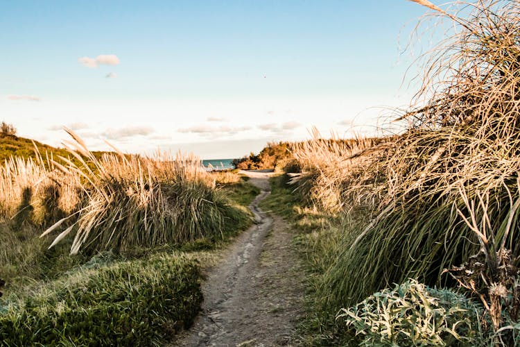 Foot Trail O Grass Towards The Beach