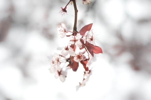 Ilmainen kuvapankkikuva tunnisteilla hauras, kirsikankukka, kukinta