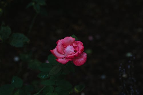 Darmowe zdjęcie z galerii z flora, fotografia kwiatowa, krople rosy