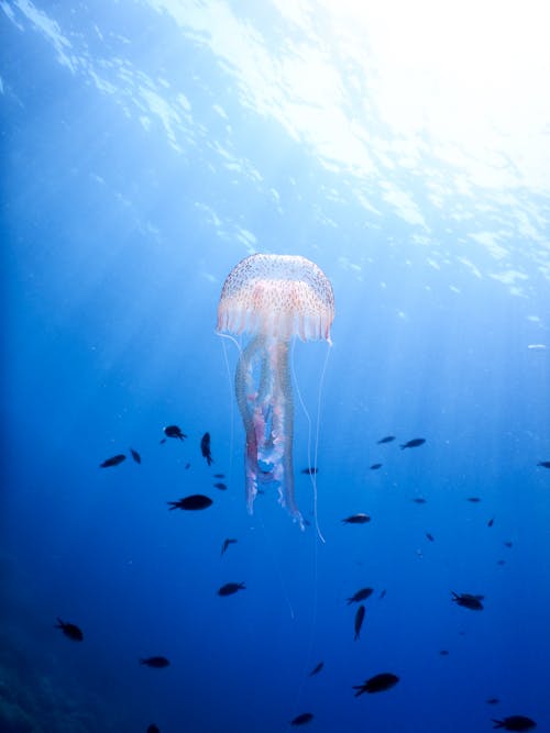 Fotobanka s bezplatnými fotkami na tému bezstavovce, chápadlá medúzy, divočina