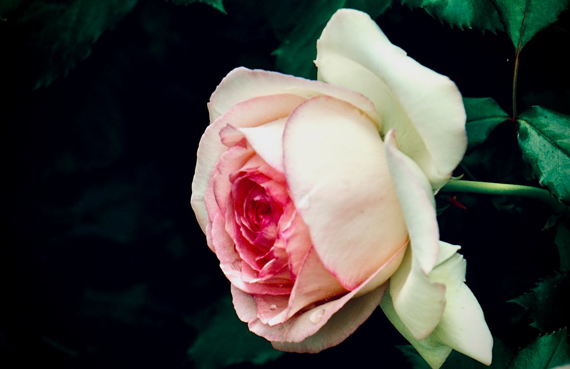 Close-Up Shot of a Rose · Free Stock Photo