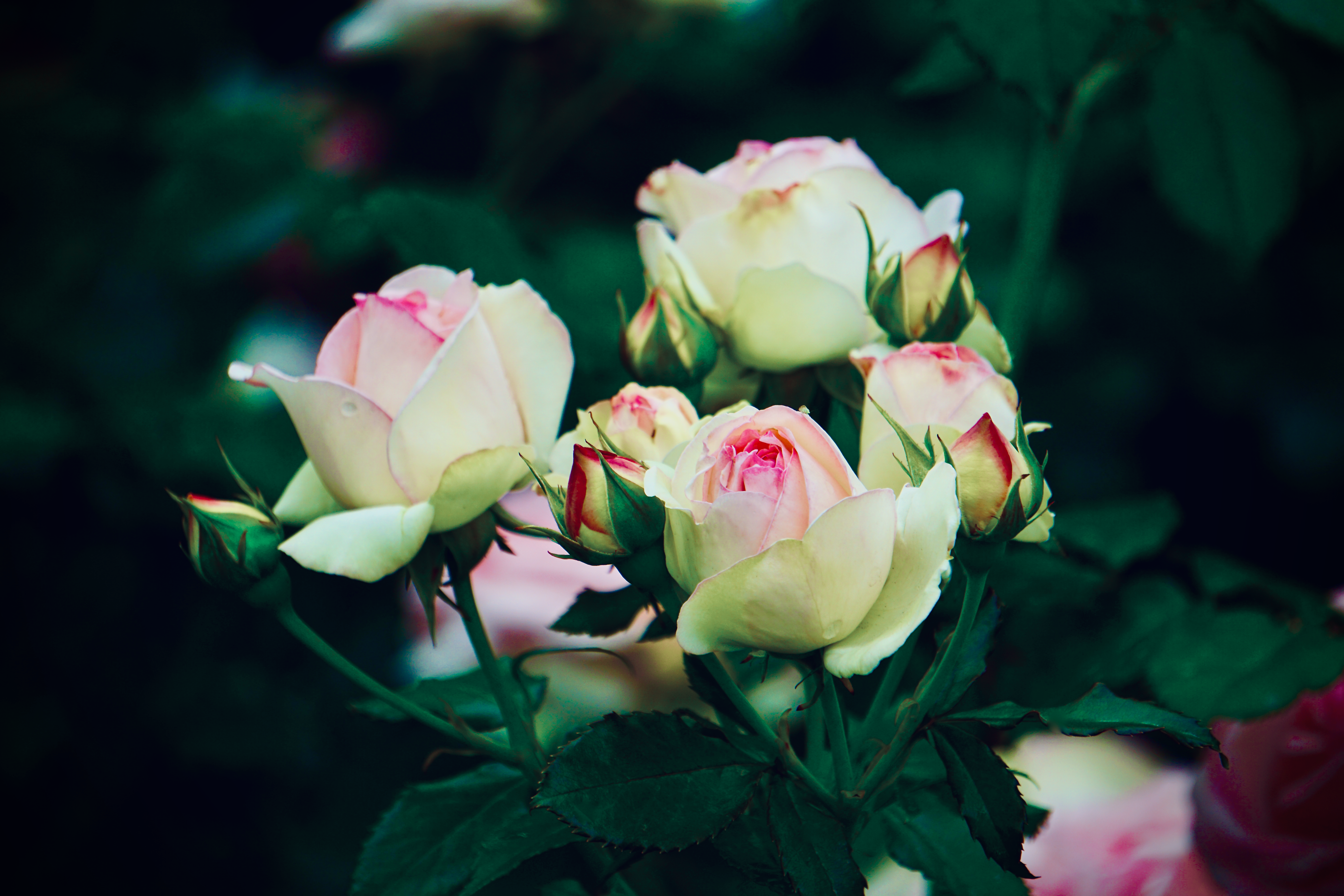 Roses in Bloom · Free Stock Photo