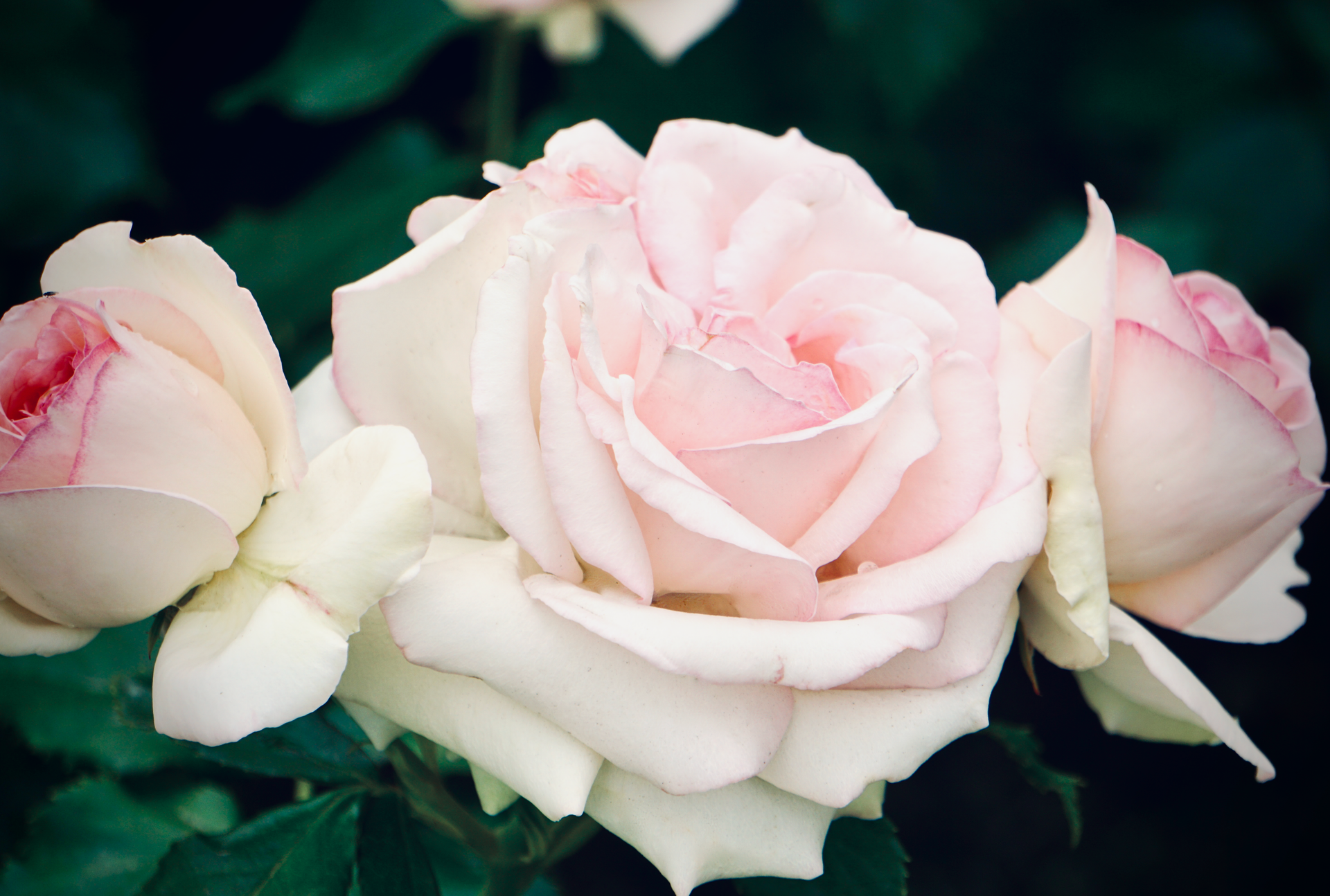Close-up of elegant pale pink roses in full bloom with lush green leaves.