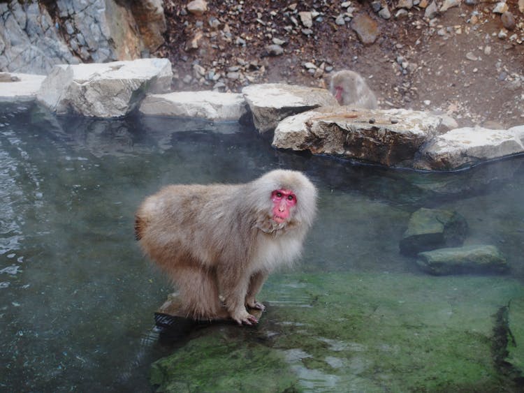 Monkey In A Hot Sprig Water