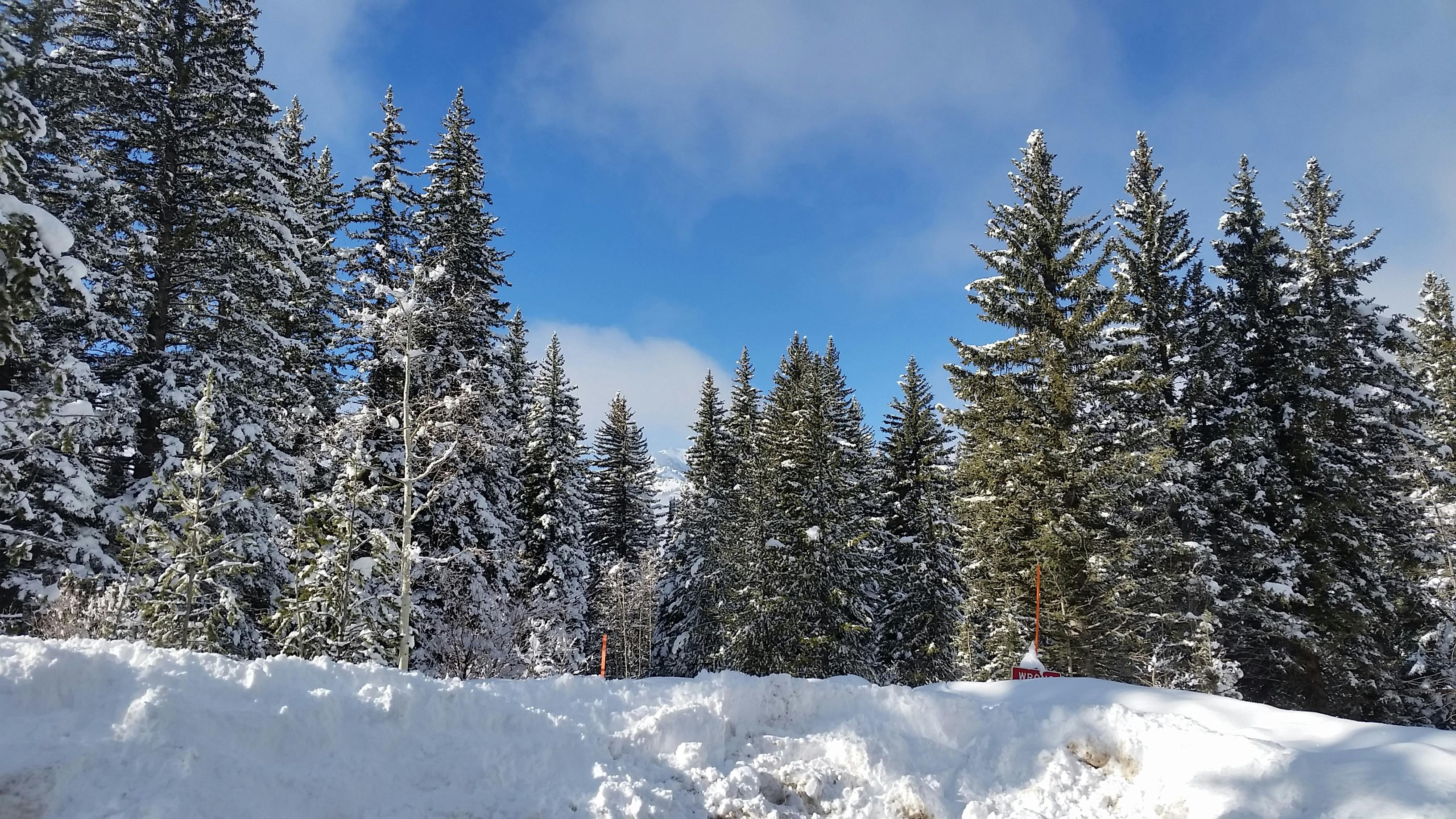 Free stock photo of pine trees, snow, utah